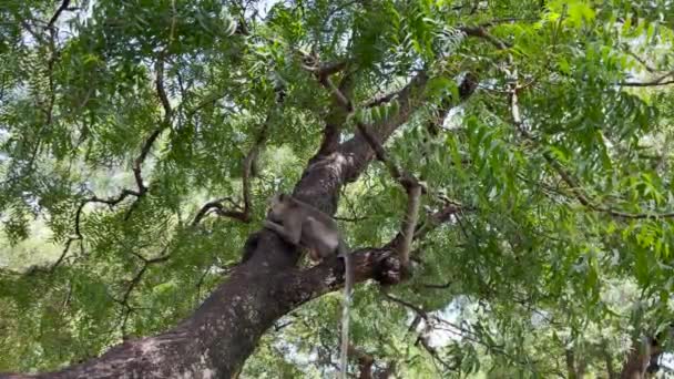 Mono Está Fresco Árbol Los Monos Relajan Disfrutando Del Ambiente — Vídeos de Stock