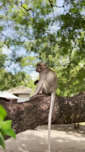 Monkey Cool Tree Monkeys Relax Enjoying Atmosphere Day Taking Shelter — Stock Video