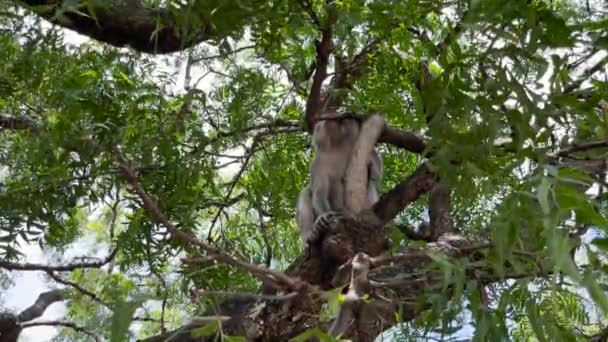 猴子在树上很凉爽 猴子们在白天放松地享受着空气 在树阴下栖身 野生动物被放生并与游客混在一起 视频剪辑 用于视频 — 图库视频影像