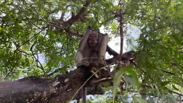 猴子在树上很凉爽 猴子们在白天放松地享受着空气 在树阴下栖身 野生动物被放生并与游客混在一起 视频剪辑 用于视频 — 图库视频影像