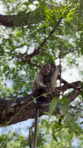 Majom Hűvös Fán Majmok Lazítanak Élvezik Napközbeni Atmoszférát Menedéket Keresnek — Stock videók