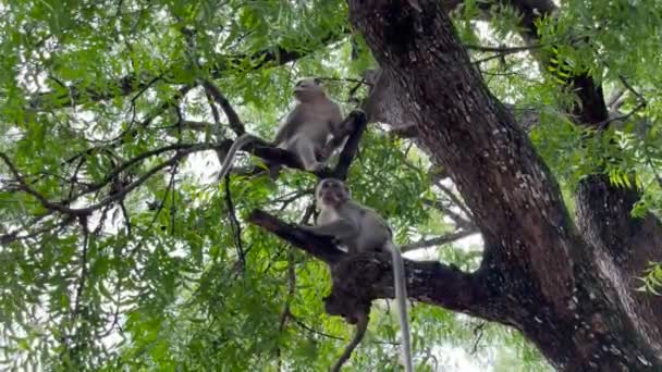 Małpa Jest Fajna Drzewie Małpy Relaksują Się Ciesząc Się Atmosferą — Wideo stockowe