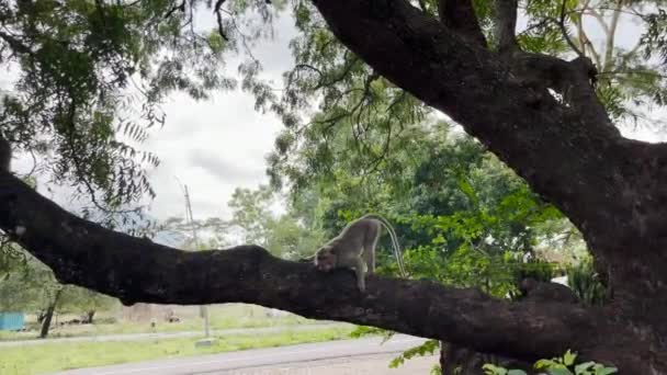 Scimmia Fresca Sull Albero Scimmie Rilassano Godendo Atmosfera Durante Giorno — Video Stock