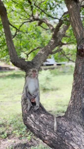 Macaco Está Fresco Árvore Macacos Relaxar Desfrutando Atmosfera Durante Dia — Vídeo de Stock