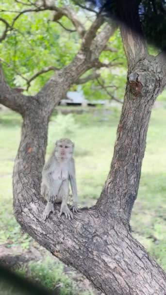 Mono Está Fresco Árbol Los Monos Relajan Disfrutando Del Ambiente — Vídeos de Stock