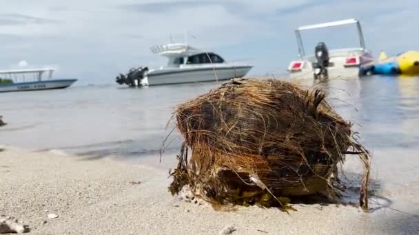 Old Coconuts Fall Tree White Sand Beach Stringy Coconut Swayed — ストック動画