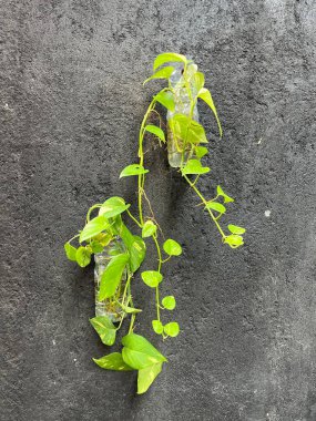 Soyut duvar dokusu. Ev dekorasyonu için bir duvar ya da çit konsepti. Tuğlalardan ve kumtaşından yapılmış minimalist bir ev. Duvarlar bitkilerle kaplı, doğal ve zarif bir izlenim bırakıyor.