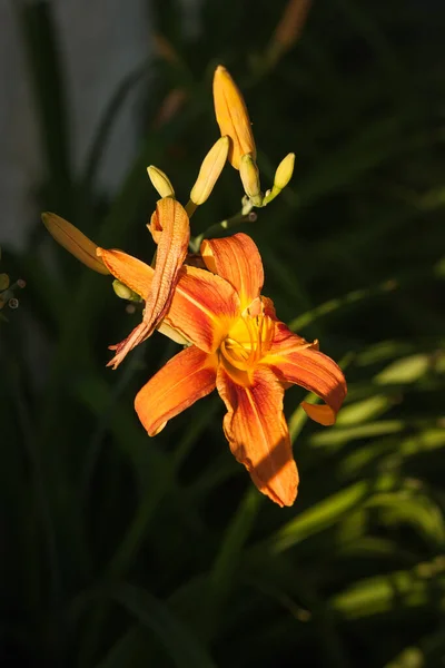 Orange Lily Flower Plants Garden Close Dof — Stock Photo, Image