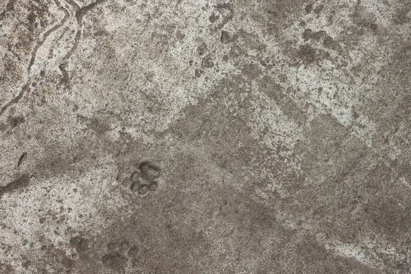 Concrete Texture Cat Footprints Close Top View Background — Stock Photo, Image