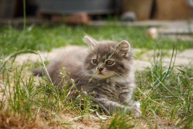 Küçük tüylü gri bir kedi yavrusu çimlerin üzerinde oturuyor.