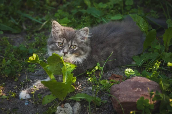 Piccolo Gattino Grigio Soffice Seduto Sull Erba Piccola Profondità Campo — Foto Stock