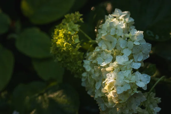 Hortensia Bloemen Met Dauwdruppels Bloemblaadjes Verliezen Kleine Velddiepte — Stockfoto