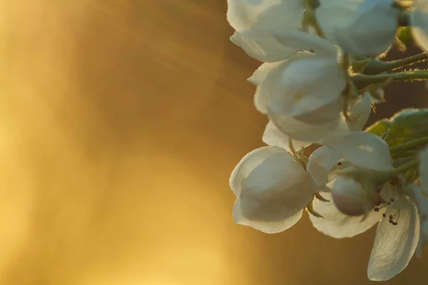 Kwiat Jabłka Jest Oświetlony Przez Słońce Zachodzie Słońca Zbliżenie Mała — Zdjęcie stockowe