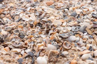 Kumsal kumu ve deniz kabukları. Deniz teması. Yakın plan. Alanın küçük derinliği (DOF)