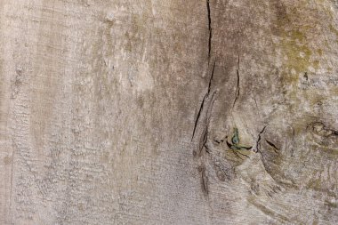 Tahta doku. Çit Yakın plan