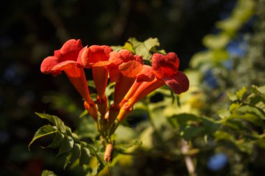 Bahçedeki bitkiler arasında Kampüs radyan çiçekleri. Yakın plan. Küçük alan derinliği