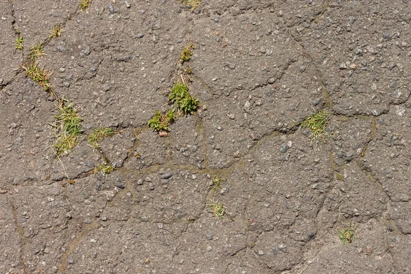 Crack Asphalt Which Grass Grows — ストック写真