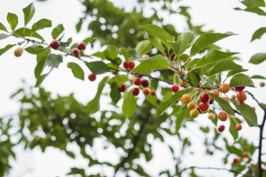 Kiraz ağacının dalında sallanan sulu kirazlar