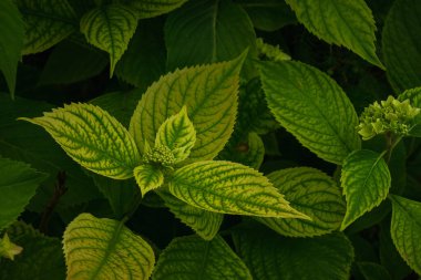 Yaprak Ortancası yakın çekim. Küçük alan derinliği