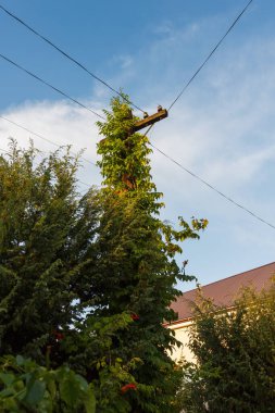 Kamp radyanlarından örülmüş eski ahşap telefon direği mavi gökyüzünün arka planında. Alanın küçük derinliği