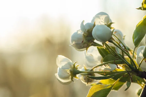 Kwiat Jabłka Jest Oświetlony Przez Słońce Zachodzie Słońca Zbliżenie Mała — Zdjęcie stockowe