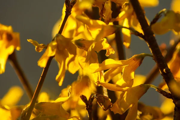 Kwiaty Krzewu Forsythia Zbliżenie Mała Głębokość Pola — Zdjęcie stockowe