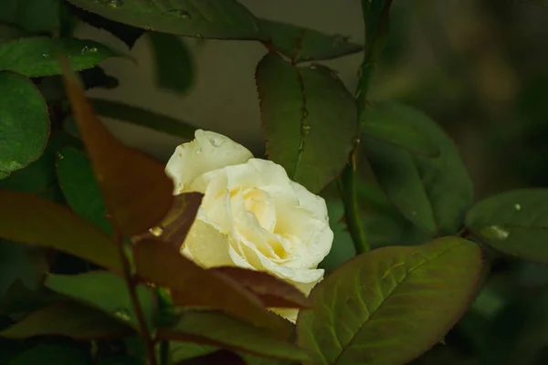 Біла Троянда Краплинами Роси Пелюстках — стокове фото