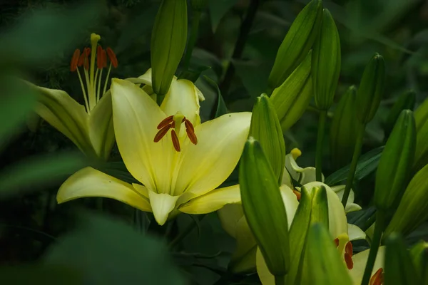 Цветы Lilium Candidum Среди Растений Саду Крупный План Dof — стоковое фото