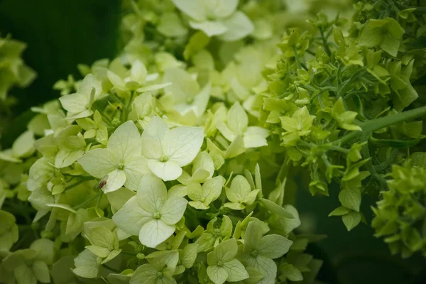 Hydrangea Flowers Lose Small Depth Field — Zdjęcie stockowe