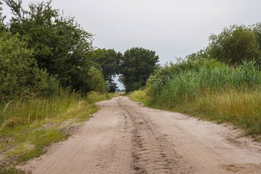 Yazın bulutlu bir günde eski kır yolu. Tarlanın her iki tarafında da çalılar ve mısır var.
