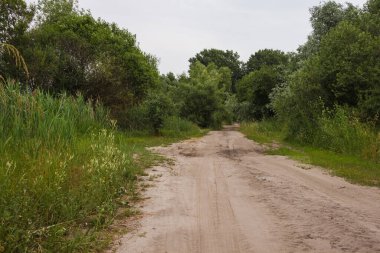 Yazın bulutlu bir günde eski kır yolu. Tarlanın her iki tarafında da çalılar ve mısır var.