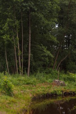 Ağaçların arka planında küçük bir kırsal göl manzarası