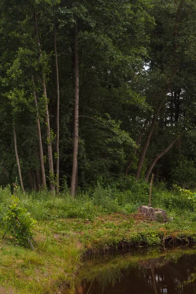 Ağaçların arka planında küçük bir kırsal göl manzarası