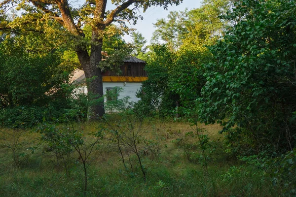 Abandoned Old Wooden House Green Trees Tall Grass Rural Landscape — Stok fotoğraf