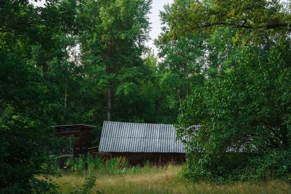 Hylätty Vanha Puutalo Keskuudessa Vihreitä Puita Pitkä Ruoho Maaseudun Maisema — kuvapankkivalokuva