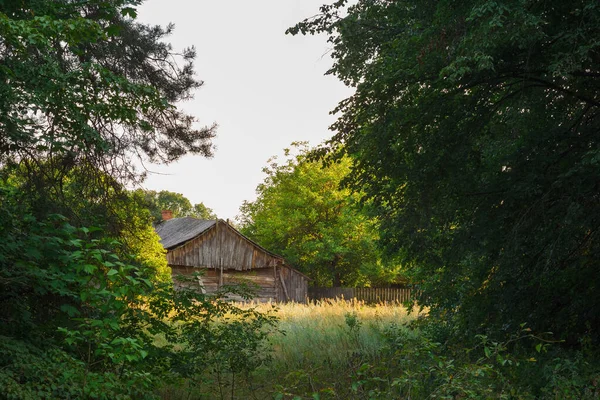 Yeşil ağaçlar ve uzun otların arasında terk edilmiş eski ahşap bir ev. Kırsal alan.