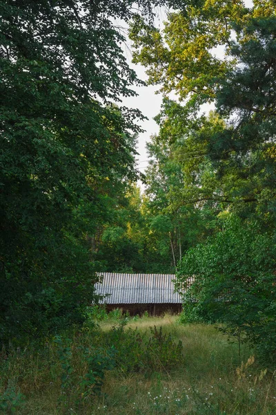 Yeşil ağaçlar ve uzun otların arasında terk edilmiş eski ahşap bir ev. Kırsal alan.
