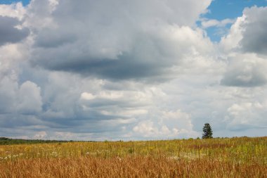 Çiçekli çayır manzarası, ufukta ağaç ve bulutlu gökyüzü.