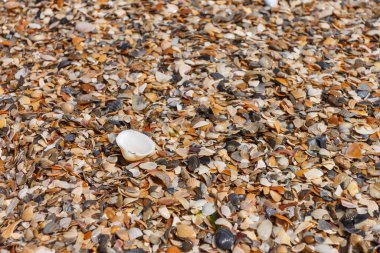 Kumsalda deniz kabuğu. Plaj geçmişi. Deniz teması. Küçük alan derinliği