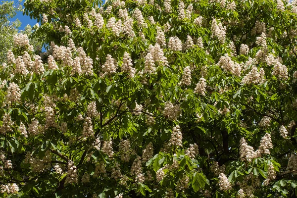 Fiori Castagno Colore Bianco Sfondo Naturale — Foto Stock