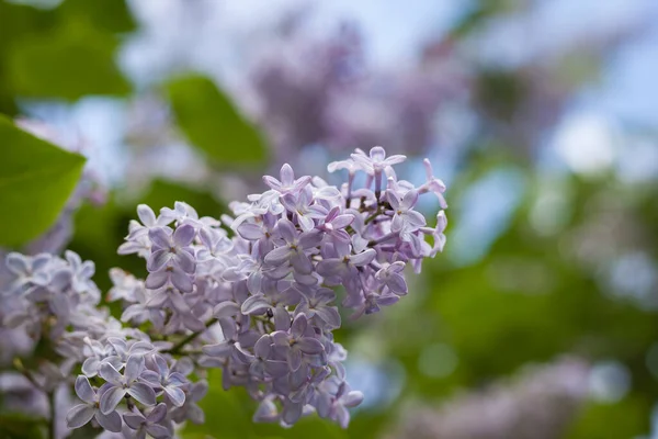 Syringa Blüht Syringa Vulgaris Kleine Schärfentiefe — Stockfoto