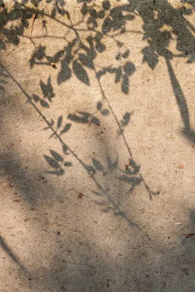 Sombra Árbol Cae Sobre Pared Casa Contexto —  Fotos de Stock