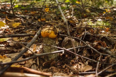 Yenilebilir mantar kapağı boletus (Leccinum scabrum)