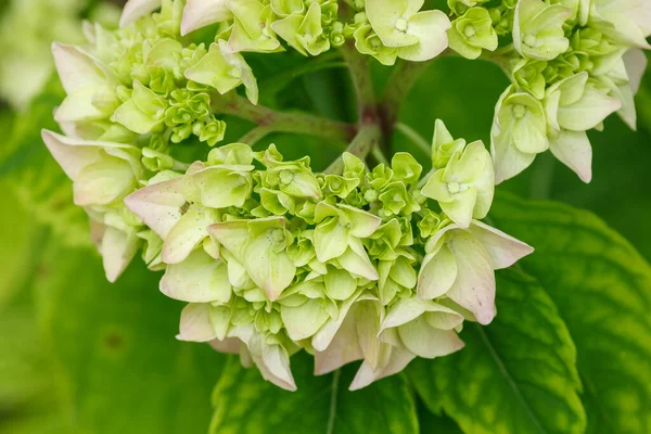 海德拉花Hydrangea Flowers 实地深度小 — 图库照片