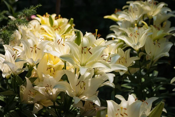 Fiori Lilium Candidum Tra Piante Del Giardino Primo Piano Dof — Foto Stock