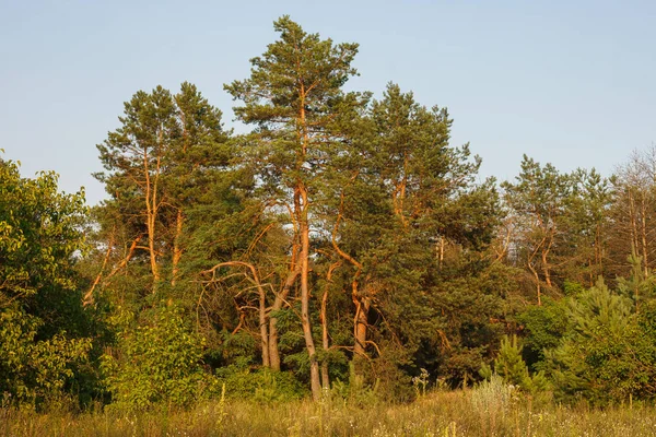 Bosque Pinos Está Iluminado Por Luz Amarilla Del Sol —  Fotos de Stock