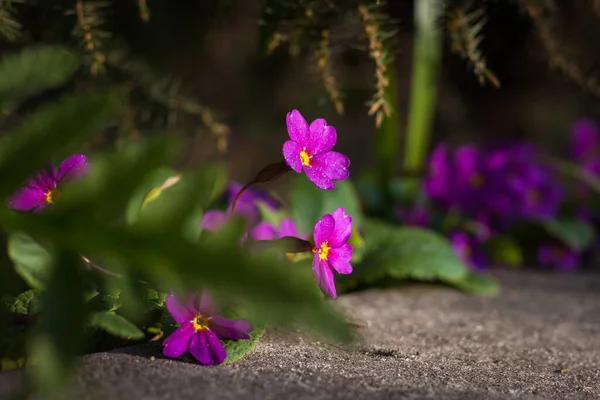 Primrose Primula Blommar Bland Växterna Trädgården Liten Skärpedjup — Stockfoto