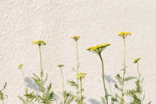 Парасолькові Суцвіття Жовтого Кольору Тлі Світлої Стіни — стокове фото