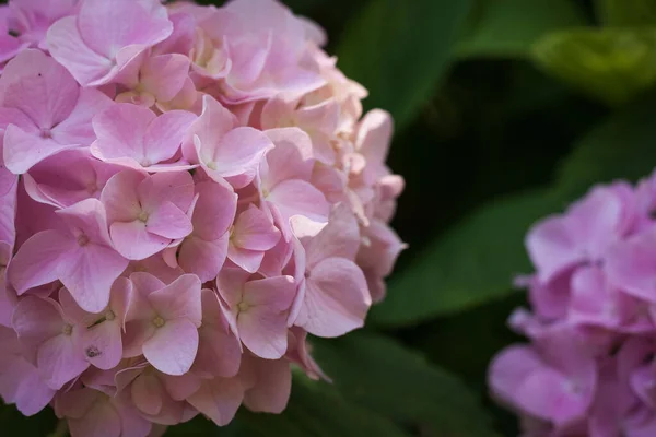 Hydrangea Flowers Bliska Mała Głębokość Pola — Zdjęcie stockowe