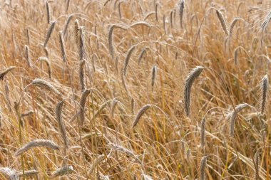 Buğday kulaklı bir tarla. Altın bir buğday kulağı. Alanın sığ derinliği